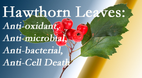 Aurora Chiropractic Center presents new research regarding the flavonoids of the hawthorn tree leaves’ extract that are antioxidant, antibacterial, antimicrobial and anti-cell death. 