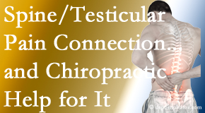 Aurora Chiropractic Center shares recent research on the connection of testicular pain to the spine and how chiropractic care helps its relief.