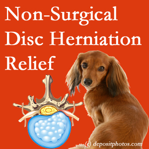 Often, the Juneau disc herniation treatment at Aurora Chiropractic Center effectively reduces back pain for those with disc herniation. (Veterinarians treat dachshunds’ discs conservatively, too!) 