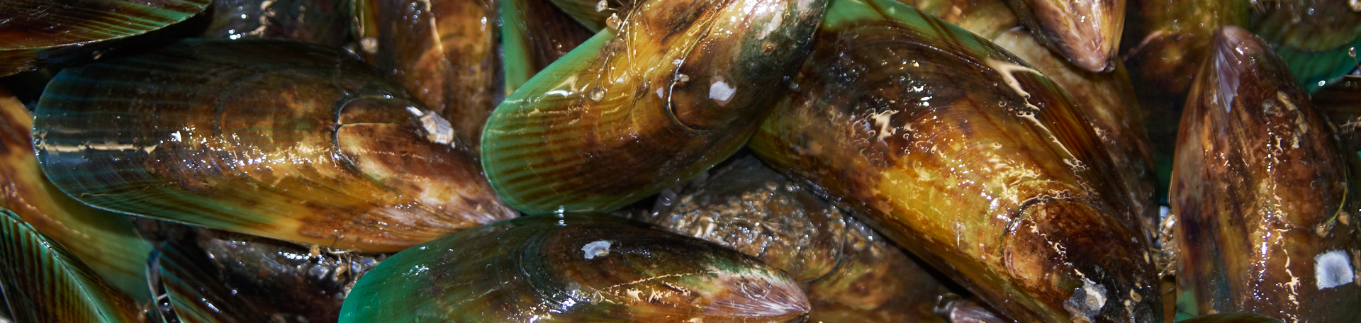 Juneau chiropractic nutrition: chondroitin sulfate from perna